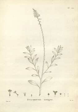 Image of Stackhousia monogyna Labill.