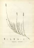 Image of Ehrharta distichophylla Labill.