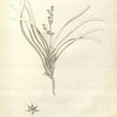 Image of Lomandra rigida Labill.