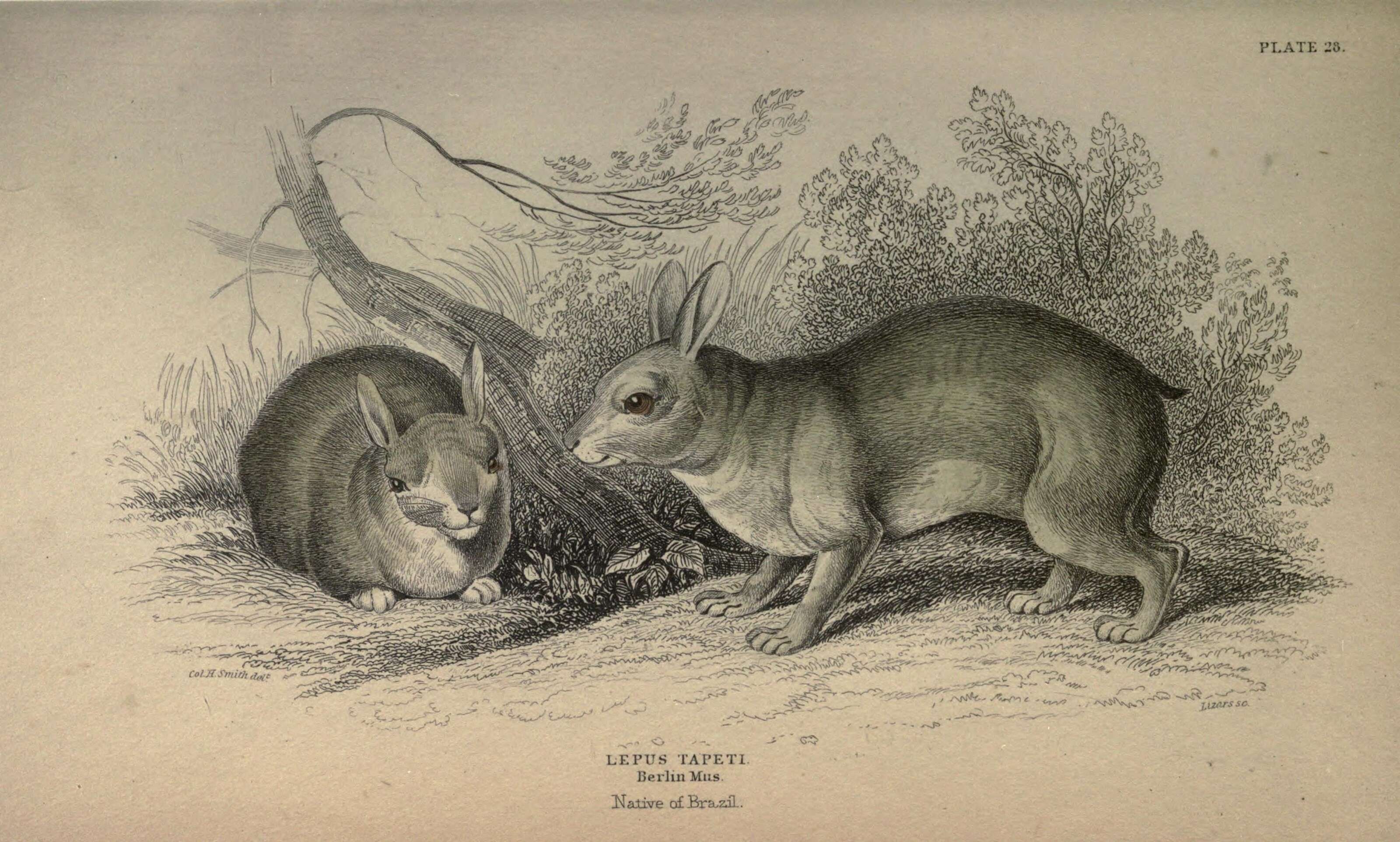 Imagem de Sylvilagus brasiliensis (Linnaeus 1758)