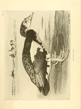 Image of Plectropterus Stephens 1824