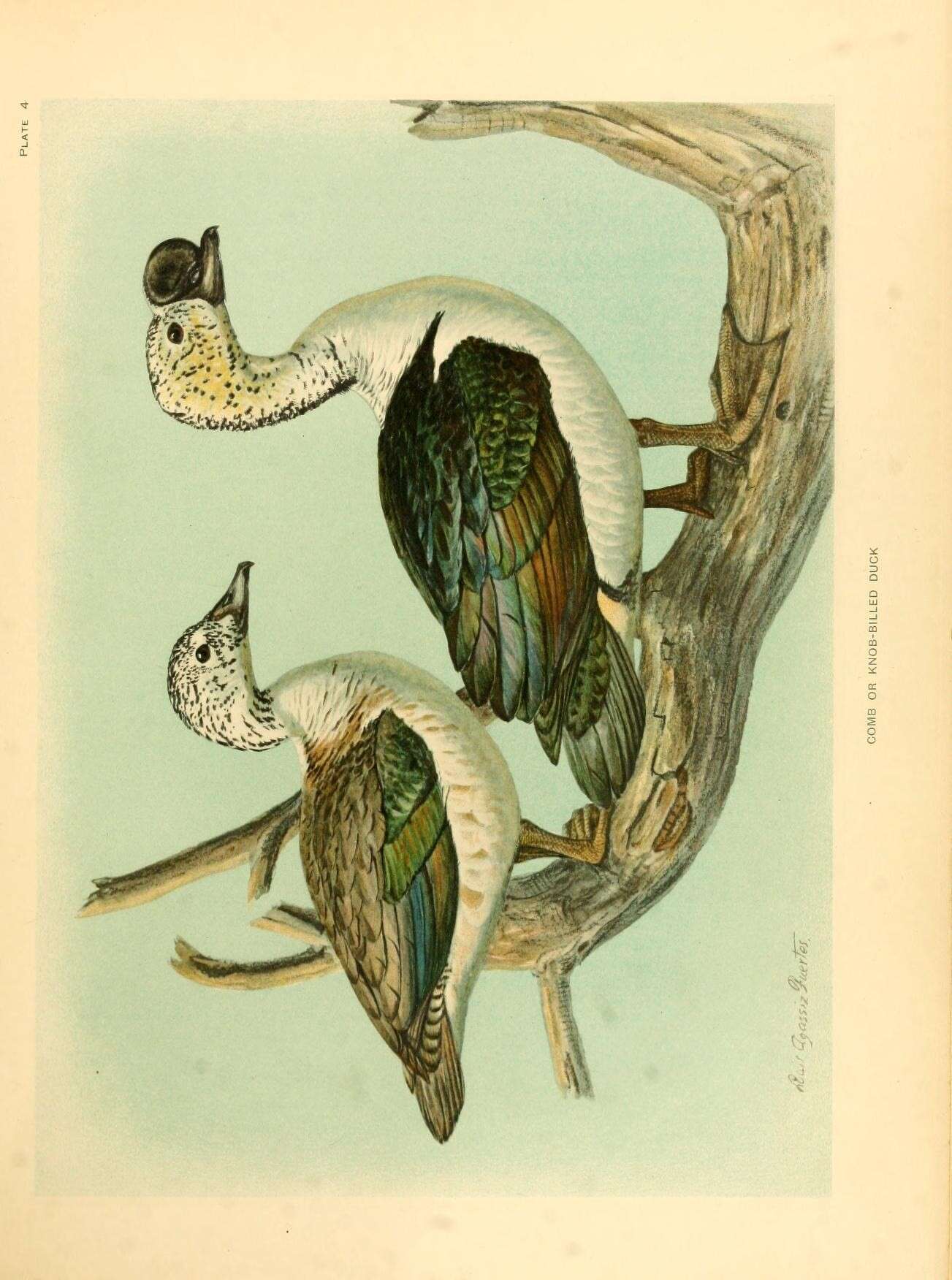 Image de Sarkidiornis Eyton 1838