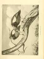 Image de Asarcornis Salvadori 1895