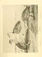 Image of Spotted Whistling Duck