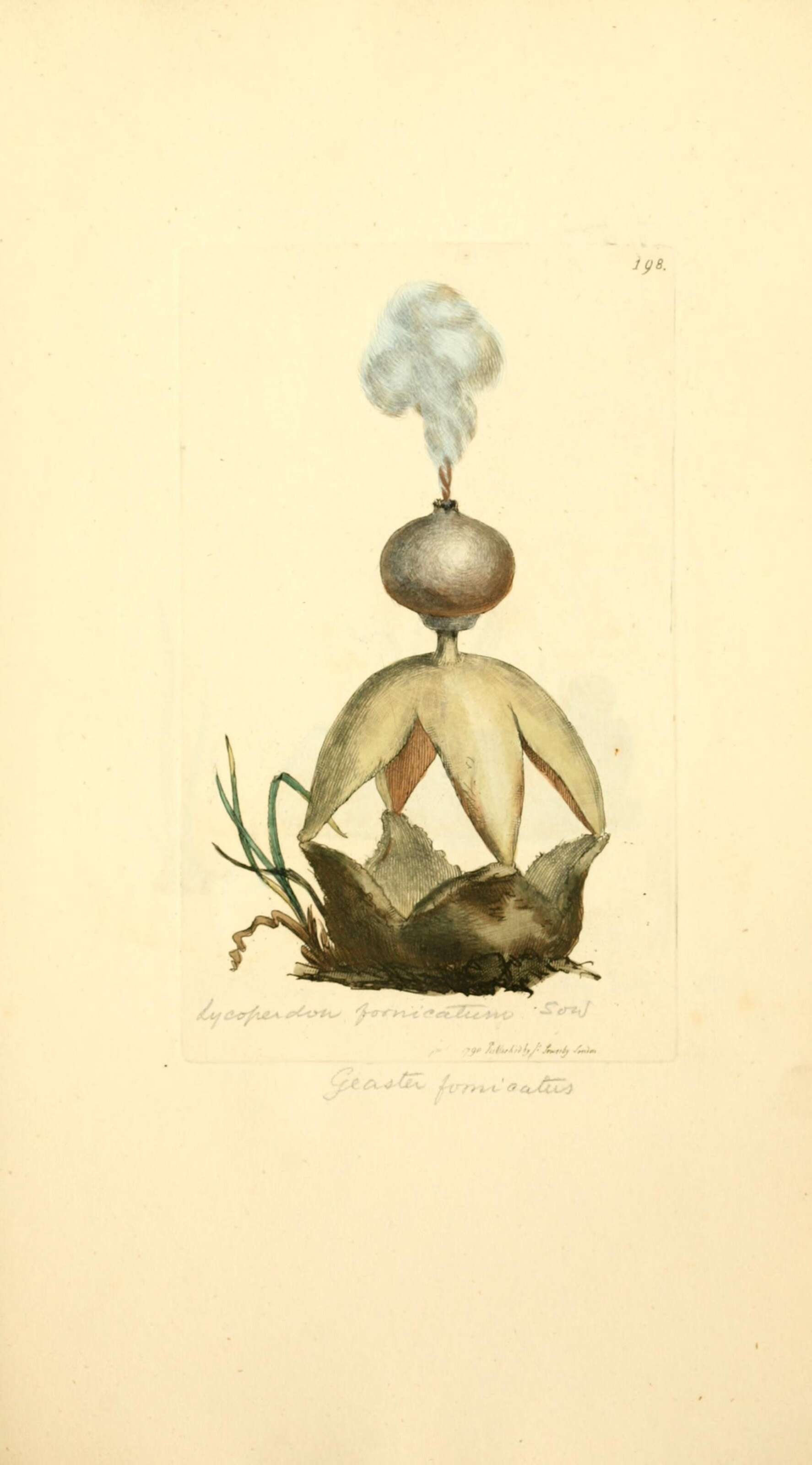 Image of Geastrum fornicatum (Huds.) Hook. 1821