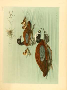 Image of Pteronetta Salvadori 1895