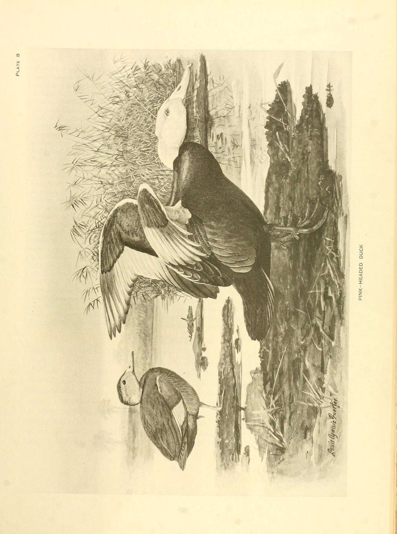 Image of Rhodonessa Reichenbach 1853