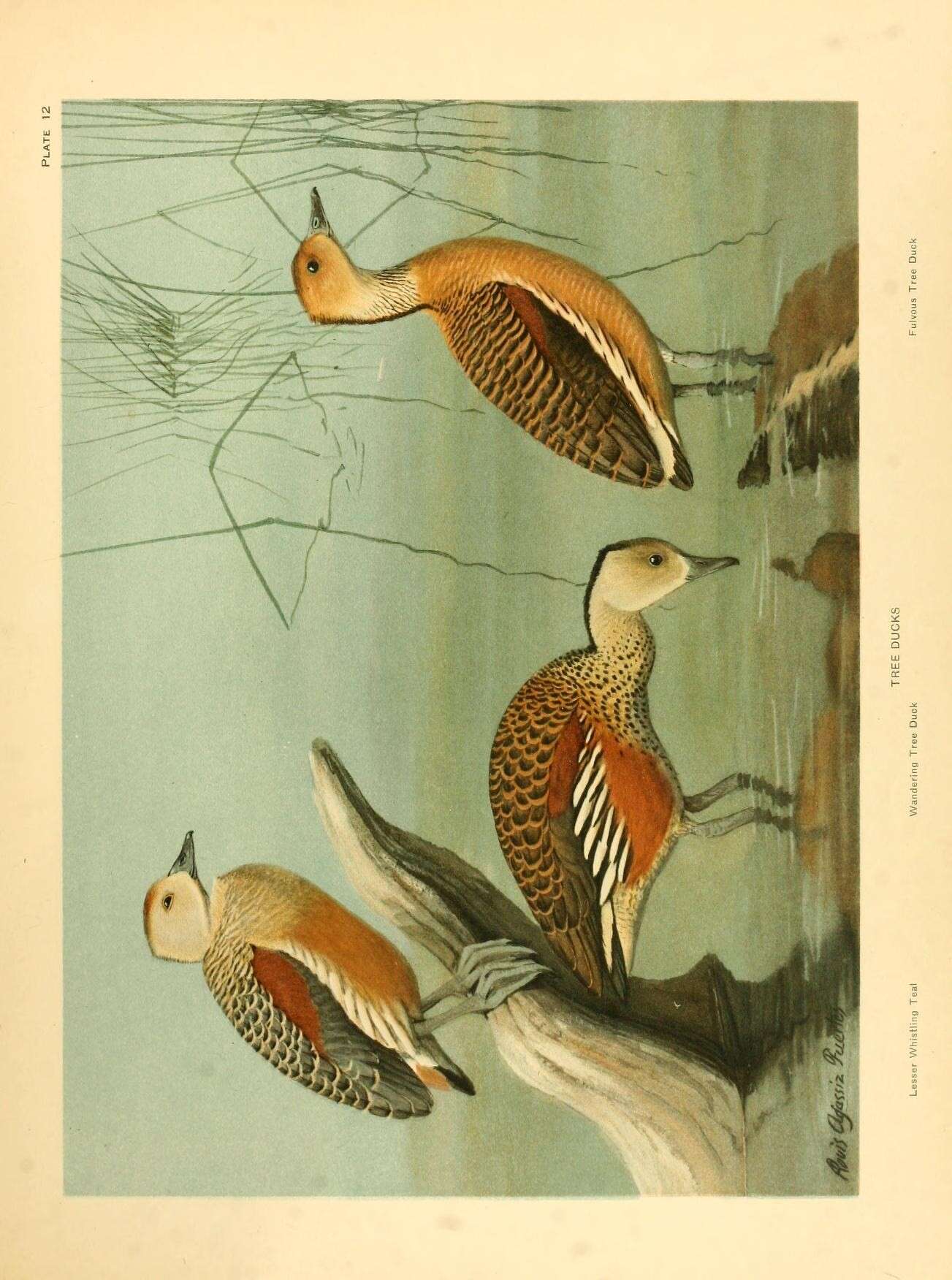 Image of Lesser Whistling Duck