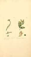 Image of Urocystis violae (Sowerby) A. A. Fisch. Waldh. 1867
