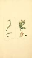 Plancia ëd Urocystis violae (Sowerby) A. A. Fisch. Waldh. 1867