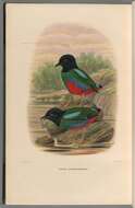 Image of Hooded Pitta