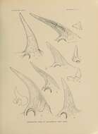 Слика од Monoclonius crassus Cope 1876