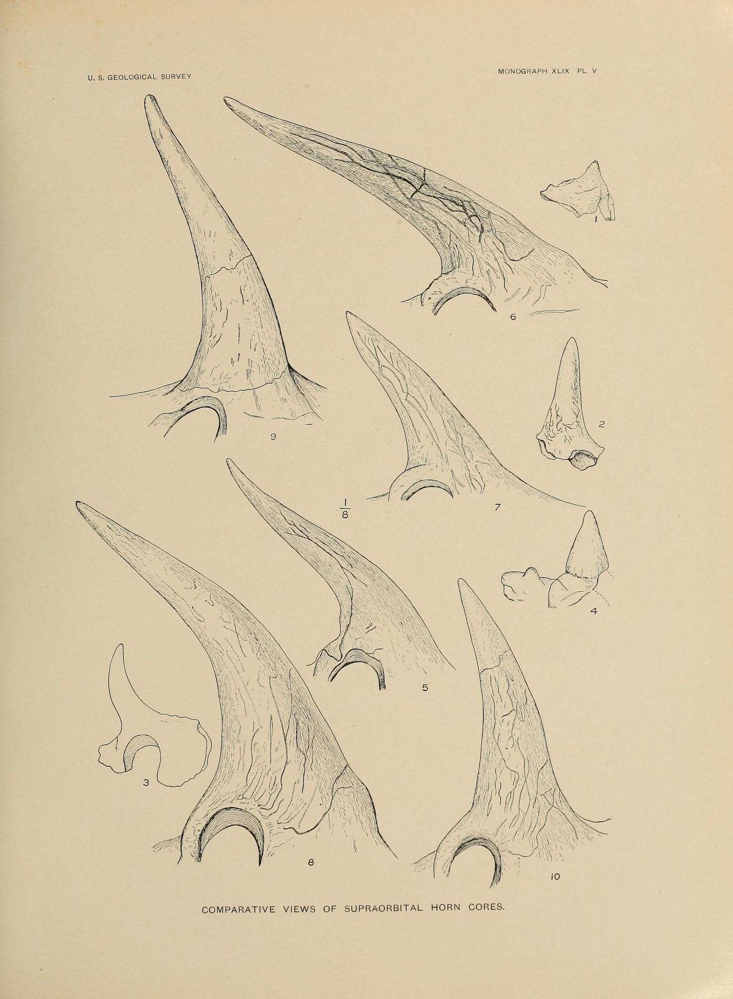 Слика од Monoclonius crassus Cope 1876