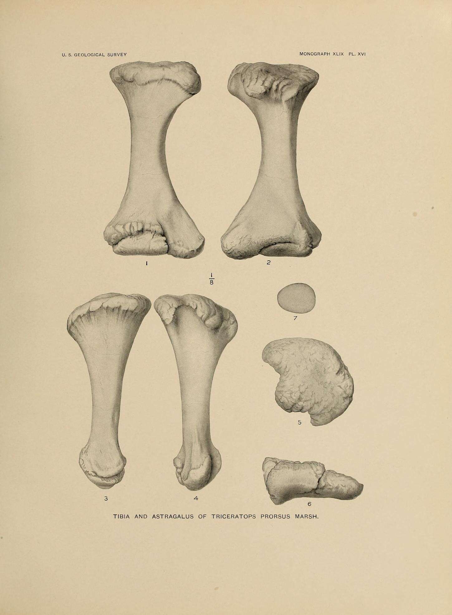 Image of Triceratops prorsus (Marsh 1890)