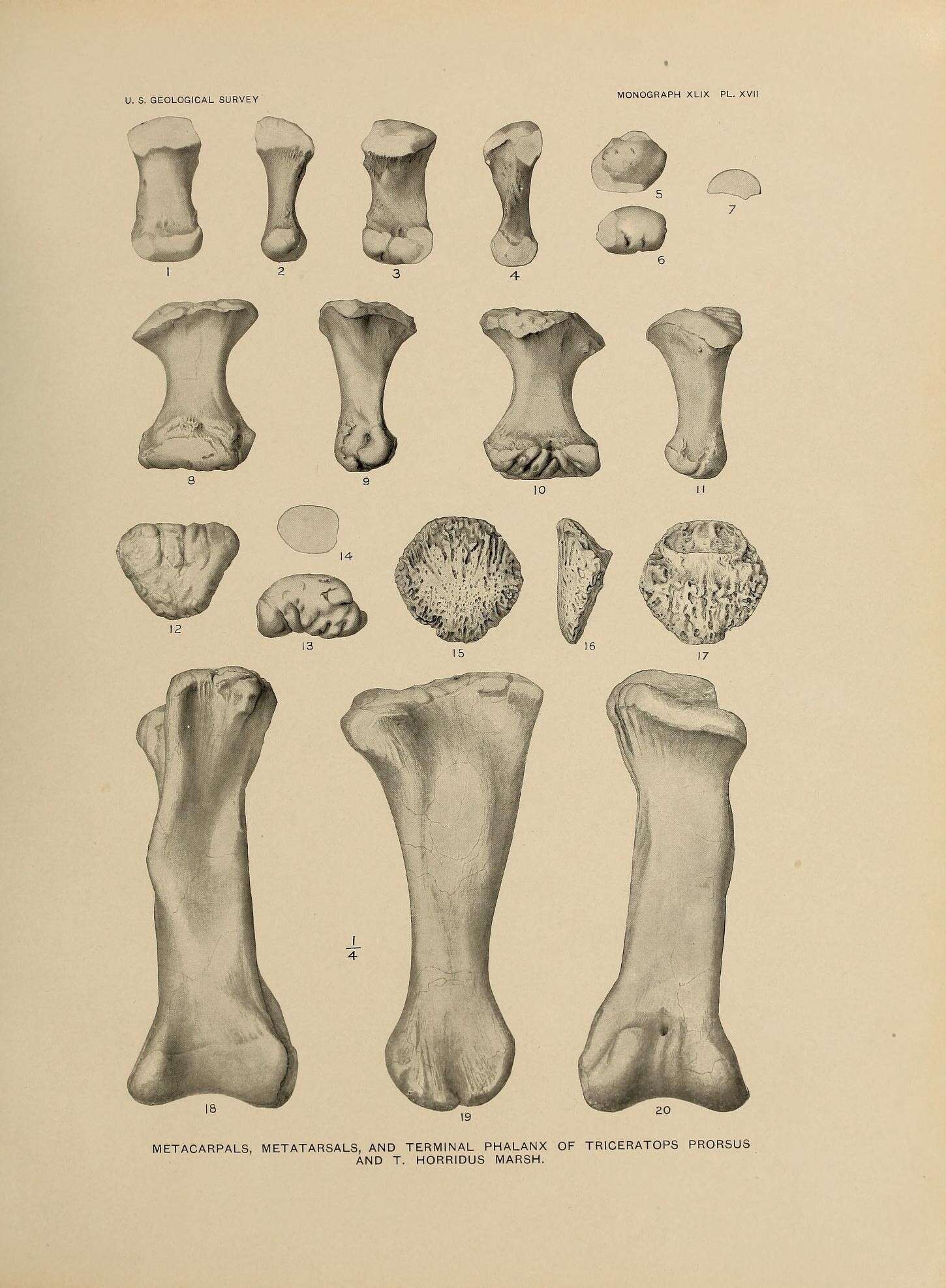 Image of Triceratops horridus (Marsh 1889)