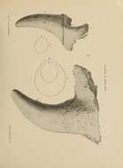 Image of Ceratops Marsh 1888