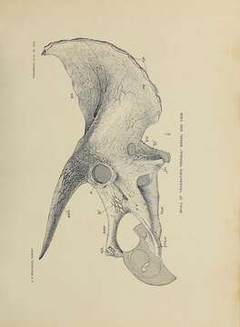 Image of Triceratops prorsus (Marsh 1890)