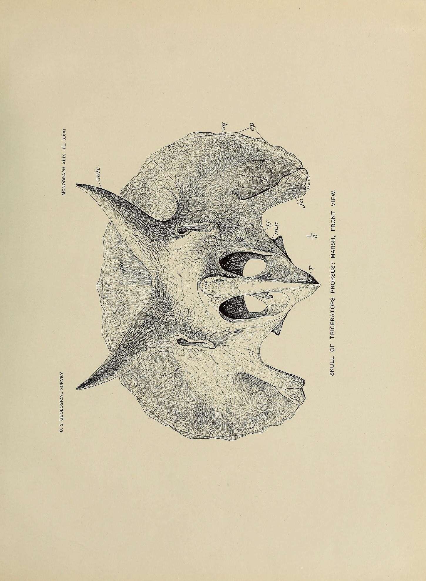 Image of Triceratops prorsus (Marsh 1890)