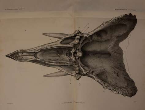 Image of Triceratops prorsus (Marsh 1890)