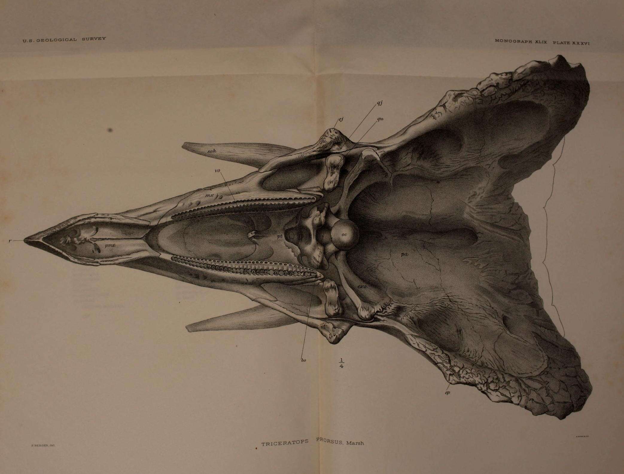 Imagem de Triceratops prorsus (Marsh 1890)