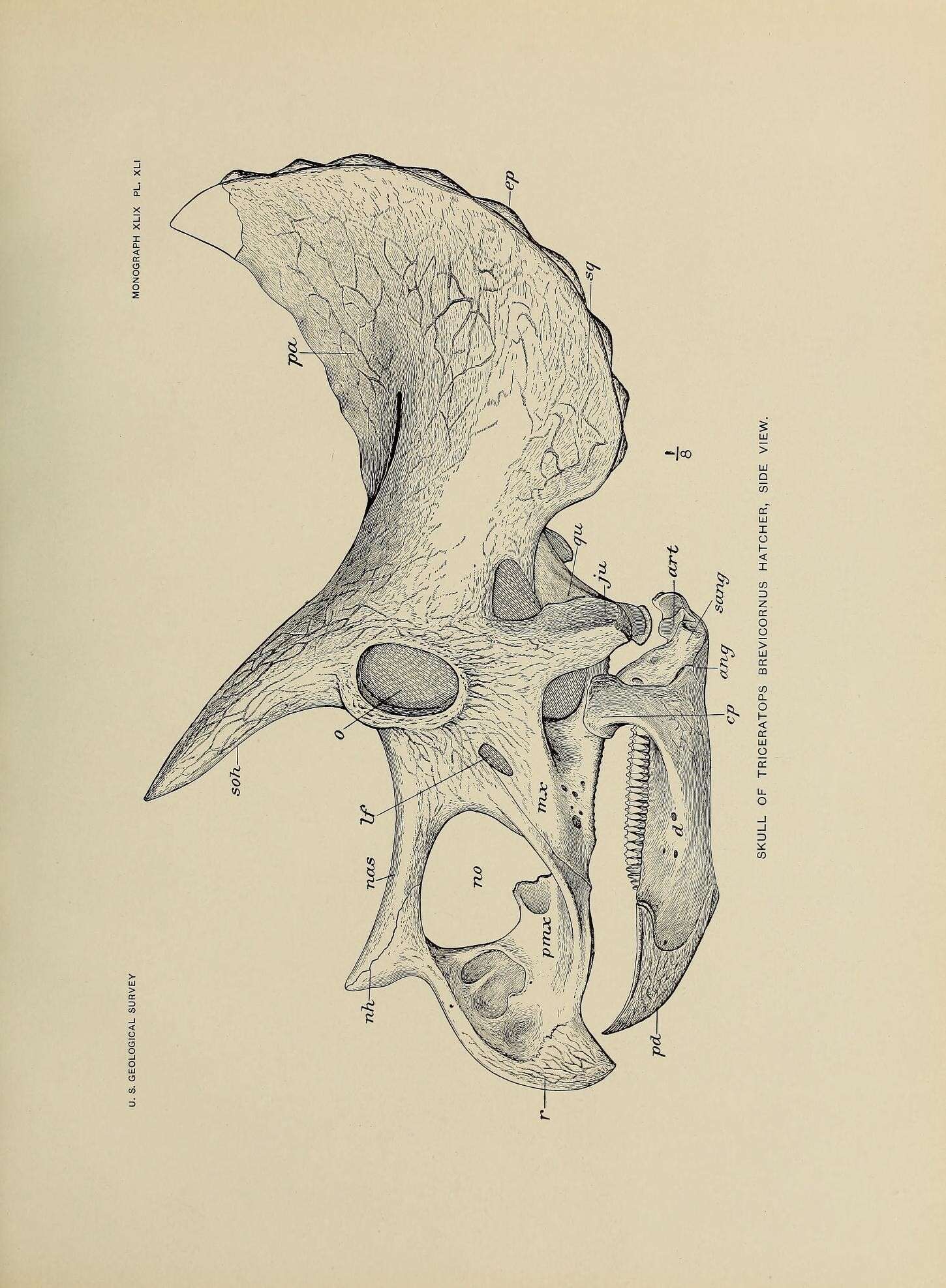 Image of Ornithischia