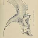 Image de Triceratops Marsh 1889