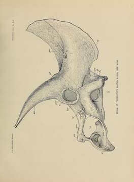 Image of Ceratopsidae