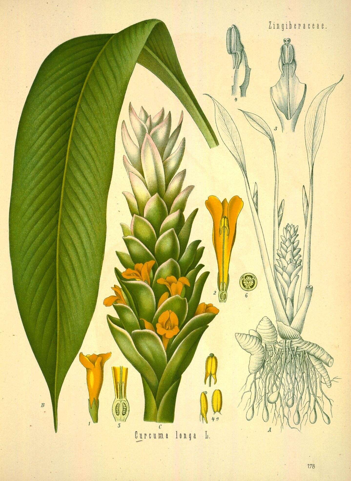 Image de Curcuma longa L.