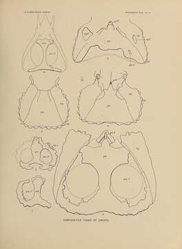 Image of Monoclonius Cope 1876