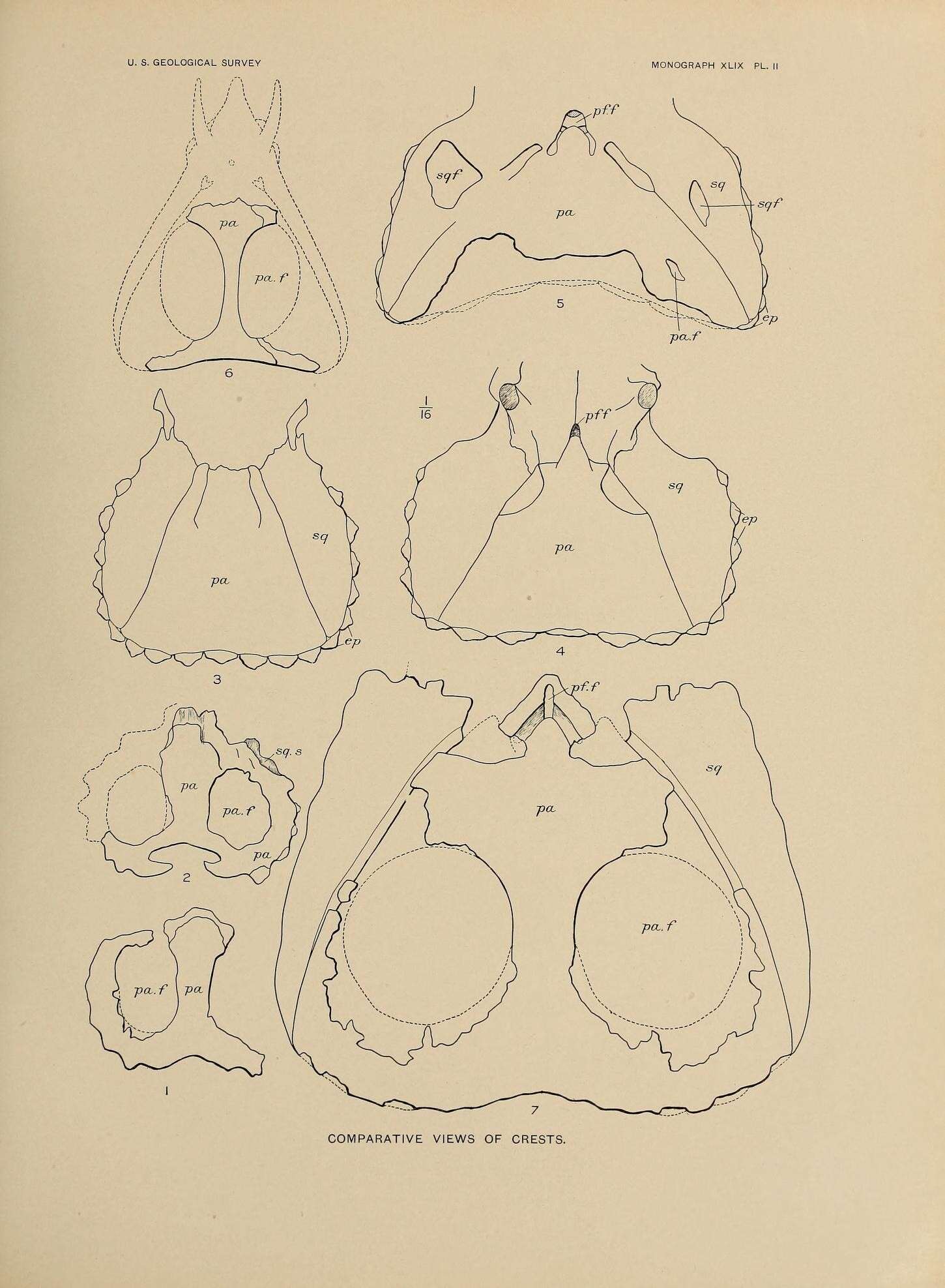 Image of Monoclonius crassus Cope 1876