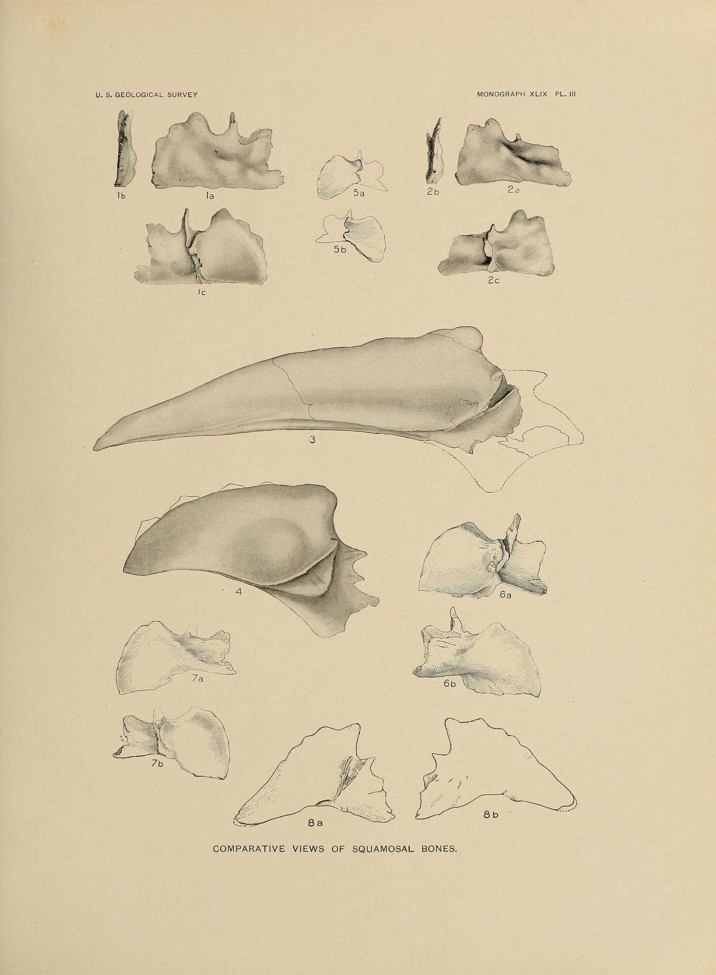 Image of Triceratops horridus (Marsh 1889)