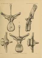 Image of Triceratops prorsus (Marsh 1890)