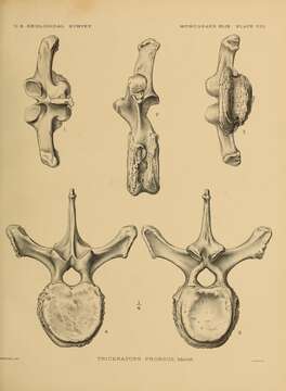 Image of Triceratops prorsus (Marsh 1890)