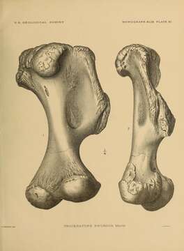 Image of Triceratops prorsus (Marsh 1890)