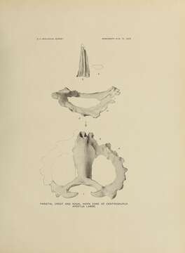 Image of Centrosaurus Lambe 1905