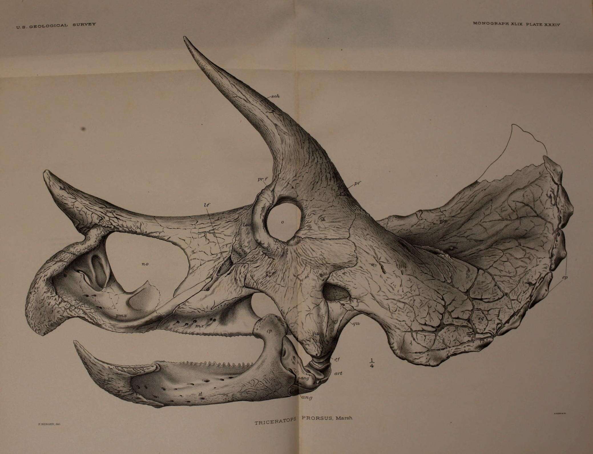 Image of Triceratops prorsus (Marsh 1890)