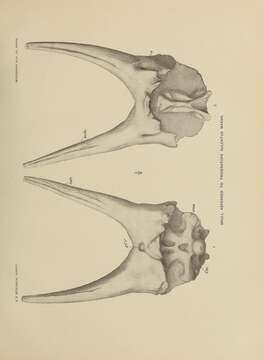 Image of Ceratopsidae