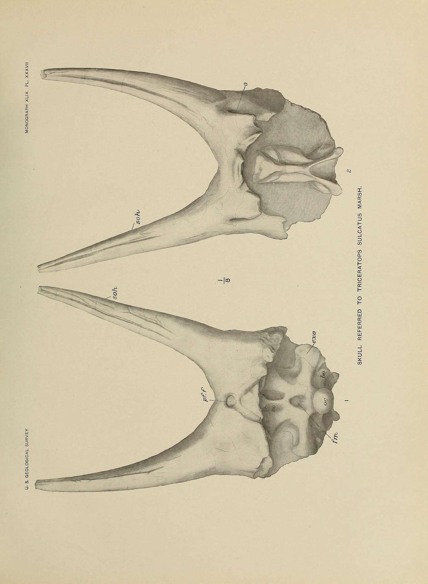 Image of ceratopsians