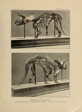 Image of Ceratopsidae