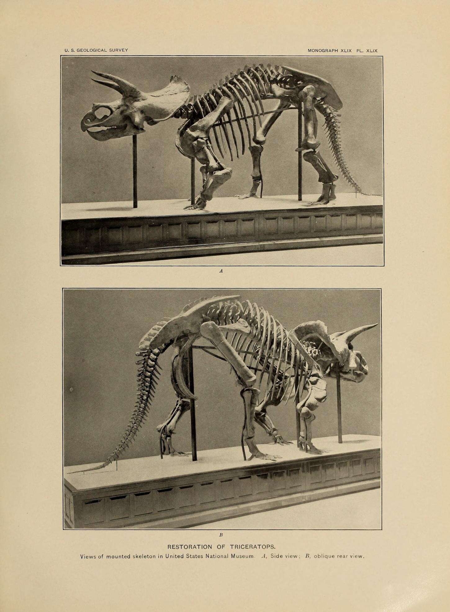 Image of ceratopsians