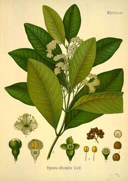 Image of Allspice