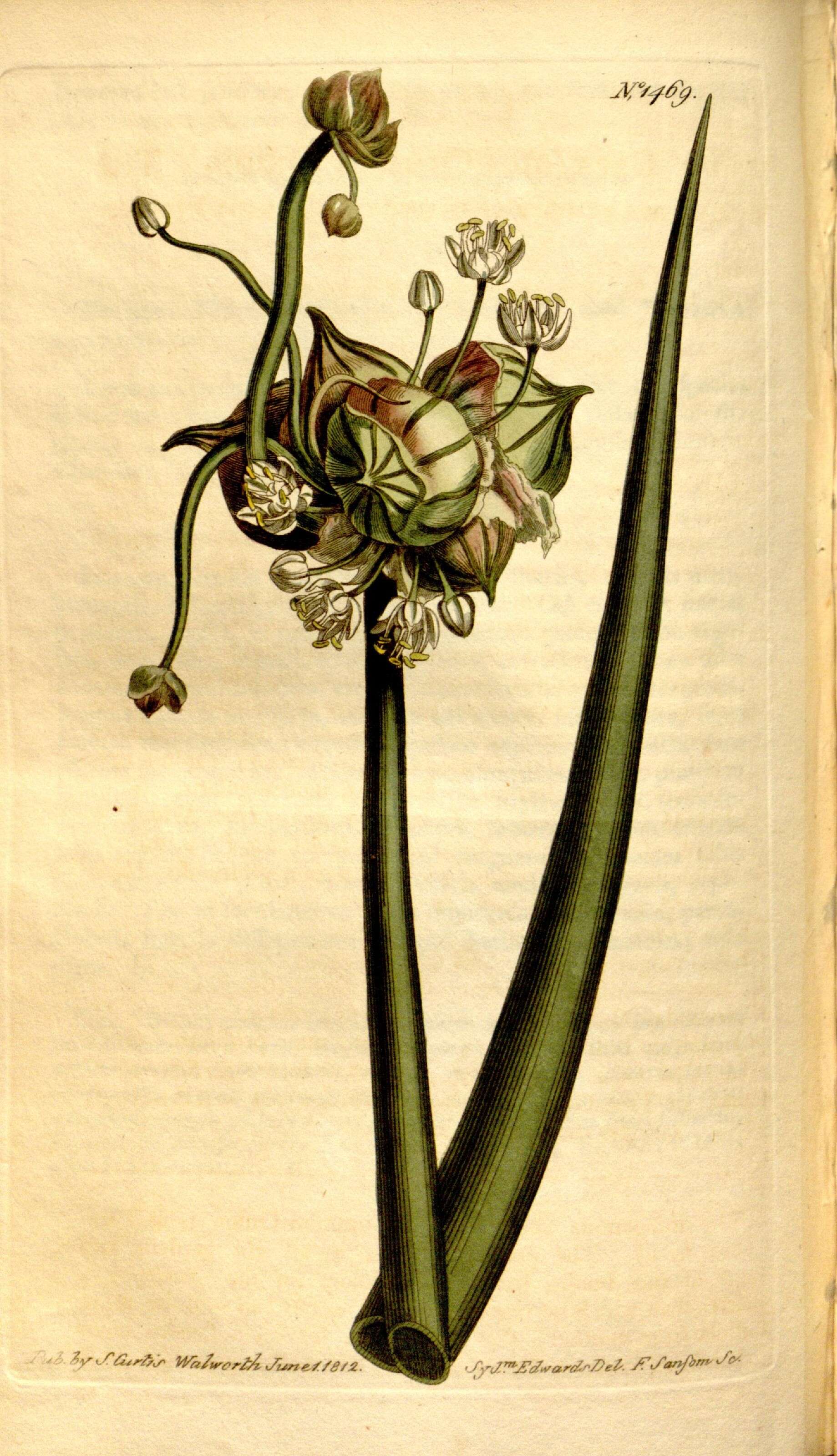 Image of garden onion