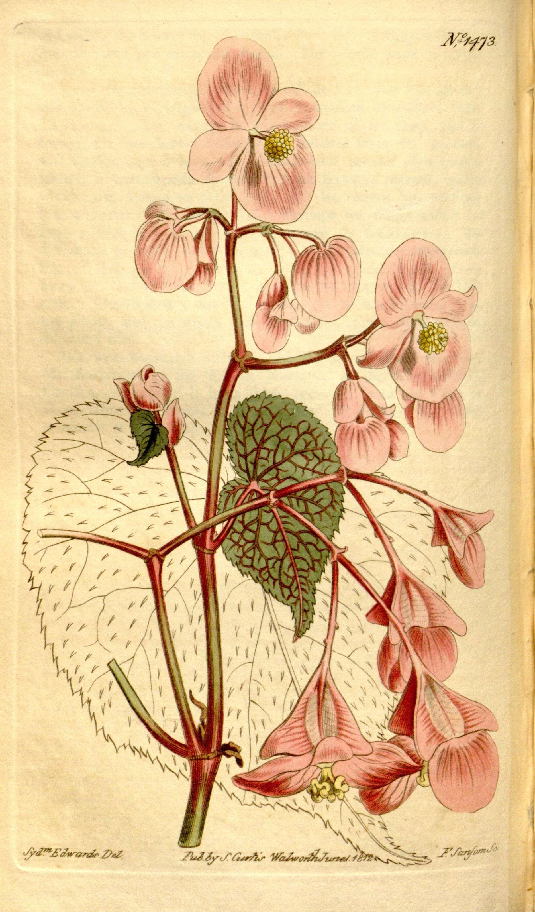 Image of begonia family