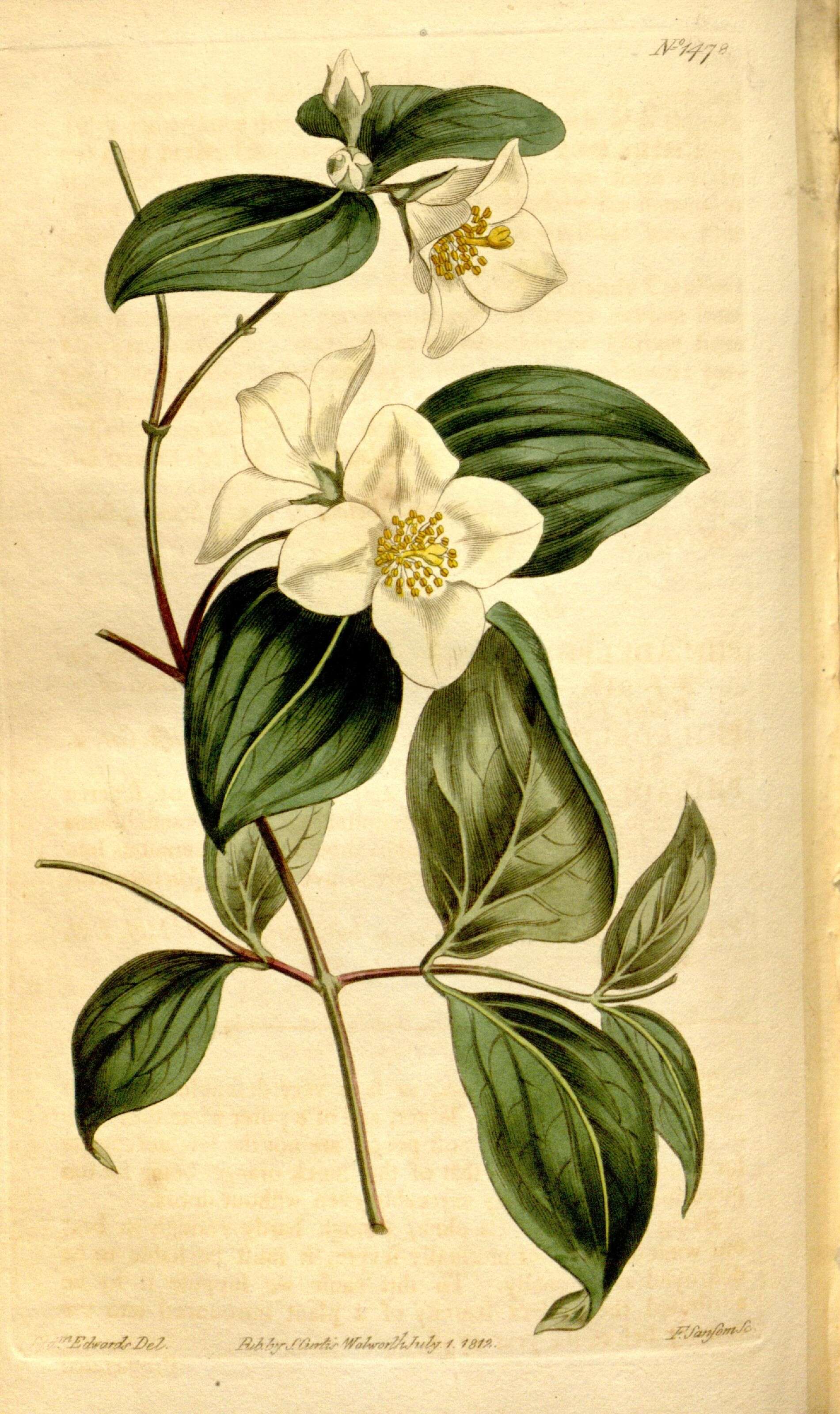 Image of scentless mock orange