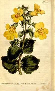 Plancia ëd Erythranthe lutea (L.) G. L. Nesom