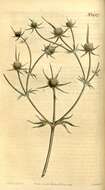 Image of umbellifers