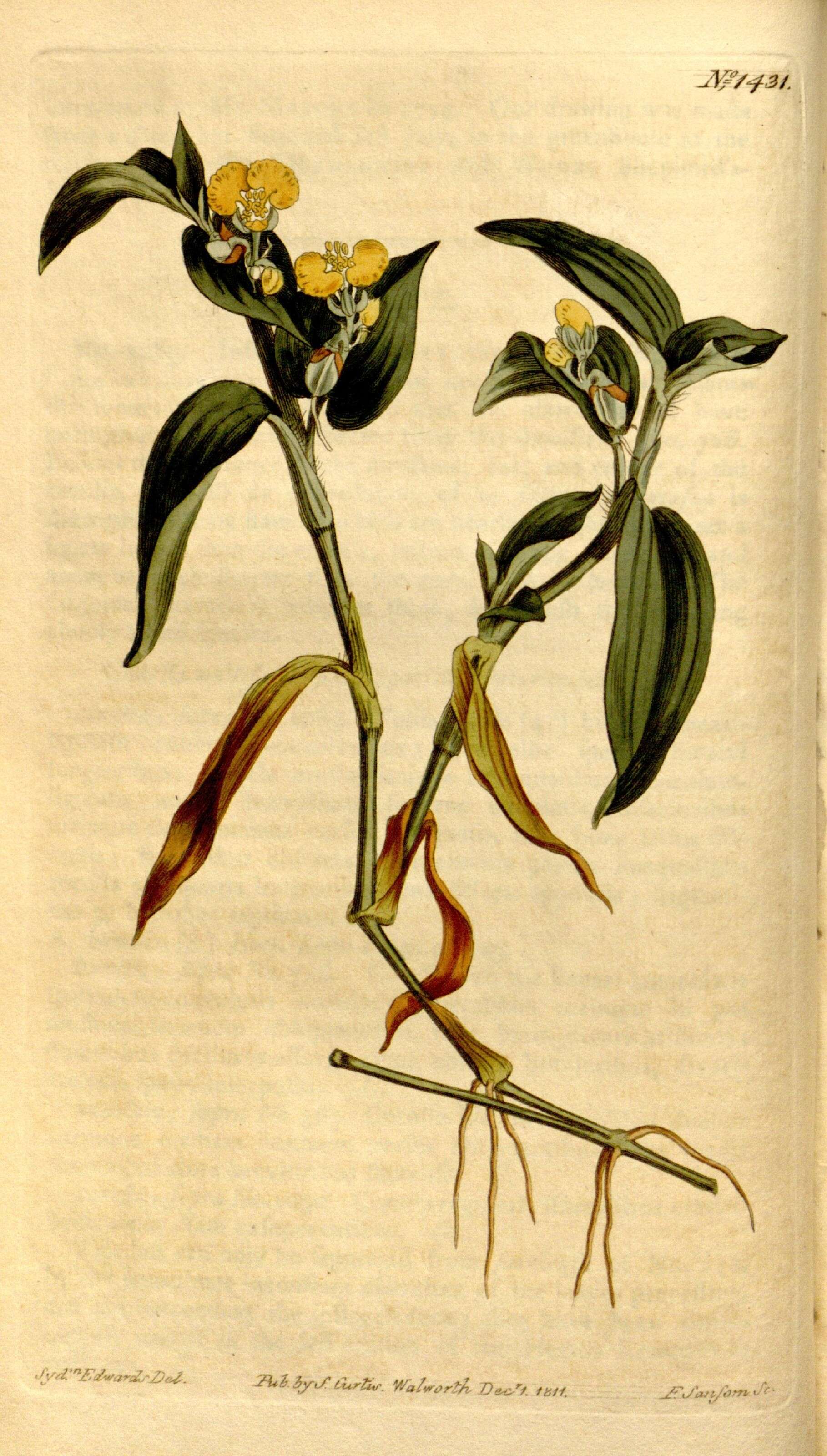 Image de Commelinaceae