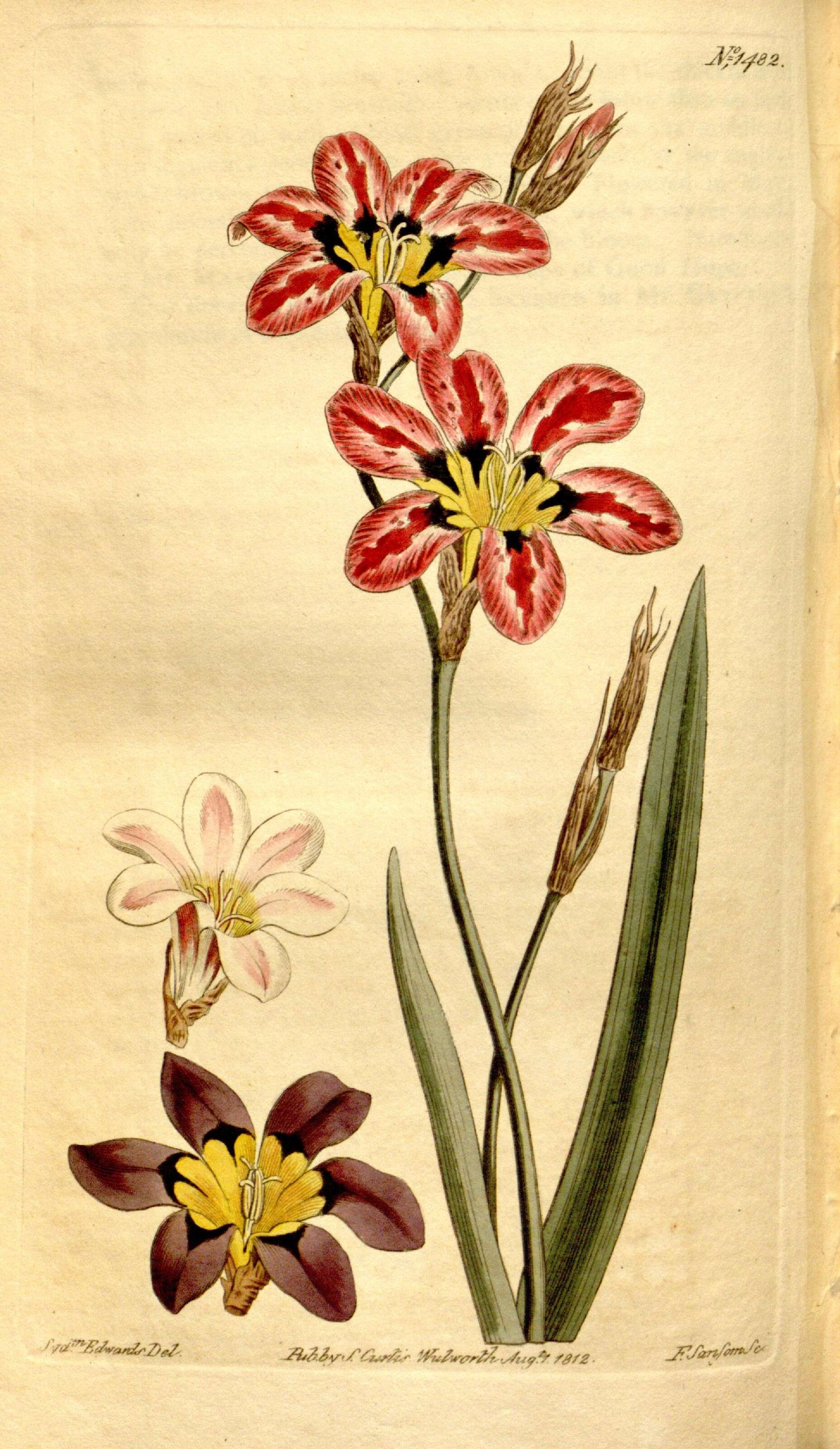 Image of wandflower