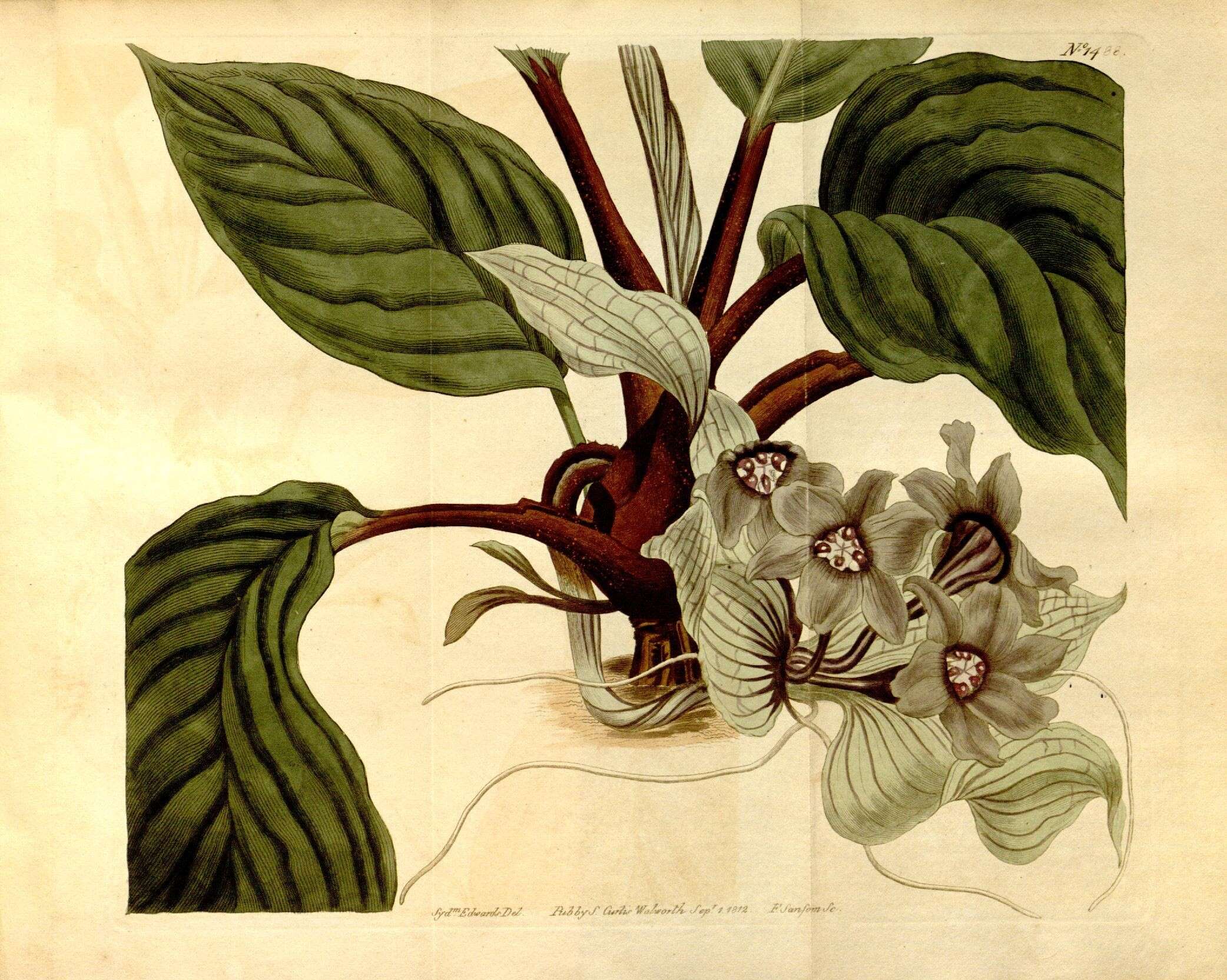 Plancia ëd Dioscoreaceae