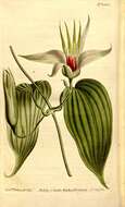 Image de Stemonaceae